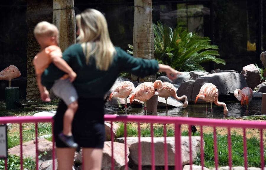 Areál Flamingo Wildlife Habitat